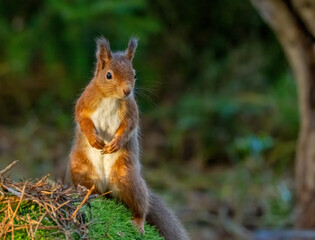 Close up of a curious little scottish red squirrel in the forest