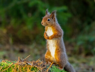 Close up of a curious little scottish red squirrel in the forest