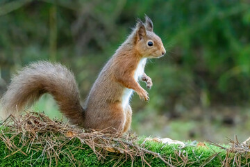 Close up of a curious little scottish red squirrel in the forest