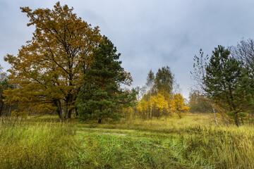 A field of grass with trees in the background