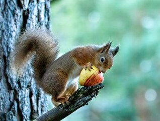 hungry little scottish red squirrel eating an apple on the branch of a tree