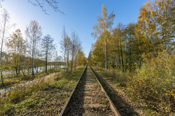 Obraz premium A train track in a forest with trees and leaves on the ground