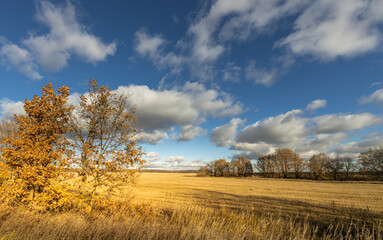 A field of yellow grass with a few trees in the background