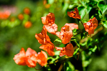 Orange bougainvillea in bloom. A genus of thorny ornamental vines, bushes, and trees belonging to...