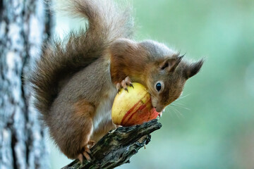 Obraz premium Close up of a hungry little red squirrel eating an apple with natural green background 