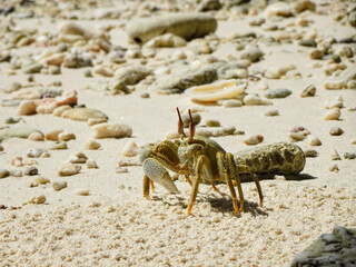 Ghost Crab on tropical beach