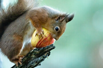 Fototapeta premium Close up of a hungry little red squirrel eating an apple with natural green background 