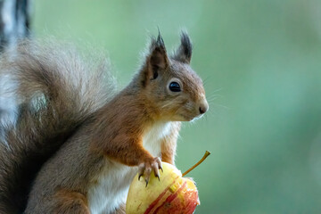 Close up of a hungry little red squirrel eating an apple with natural green background 