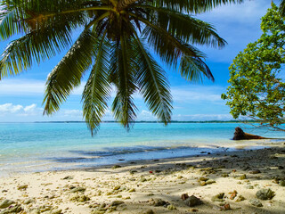 beach with coconut trees