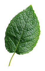 Obraz premium Detailed green leaf against a plain background, cut out - stock png.