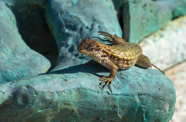 Lizard on the Holocaust Memorial of the Greater Miami Jewish Federation, Meridian Avenue, in Miami Beach, Florida