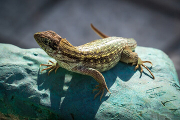 Lizard on the Holocaust Memorial of the Greater Miami Jewish Federation, Meridian Avenue, in Miami Beach, Florida