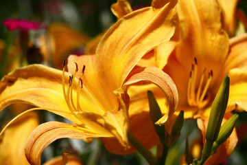 Very beautiful fresh flowers of a hemerocallis in day solar lighting.Grade Daiquiri.
