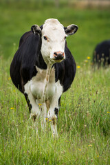white face dairy cross cows in green grassy paddock