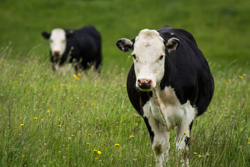 white face dairy cross cows in green grassy paddock