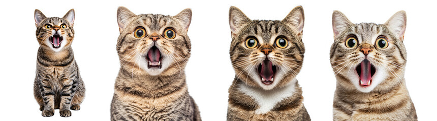 Surprised cat with wide-open mouth isolated on transparent background.