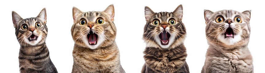 Surprised cat with wide-open mouth isolated on transparent background.