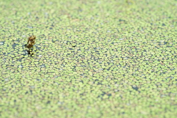 蓮の鉢の水面に浮かぶ水草3
