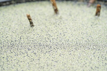 蓮の鉢の水面に浮かぶ水草2