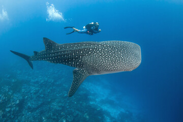 Fototapeta premium Whale shark, French Polynesia