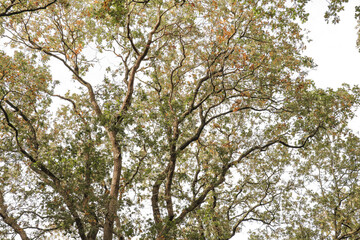 branches of a tree. Tree top captured from below during fall autumn time. Forest, woods scenery with leaves on trees.