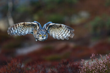 male great horned owl (Bubo virginianus), also known as the tiger owl
