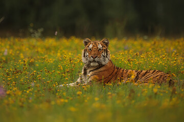 Siberian tiger (Panthera tigris tigris) resting in the meadow