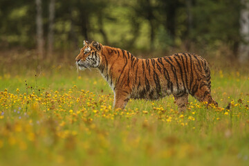 Obraz premium Siberian tiger (Panthera tigris tigris) standing portrait in the wilderness