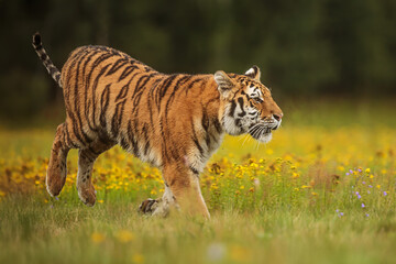 Siberian tiger (Panthera tigris tigris) it's a beautiful animal