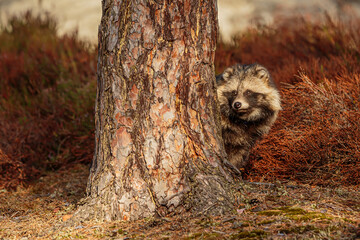 The common raccoon dog (Nyctereutes procyonoides), also called the Chinese or Asian raccoon dog © michal