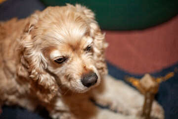 A charming cocker spaniel relaxes contentedly on a colorful blanket, gazing thoughtfully while a treat is nearby