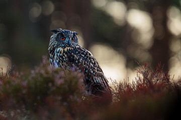 Eurasian eagle-owl (Bubo bubo) Early in the morning in the backlight