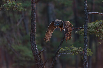 Eurasian eagle-owl (Bubo bubo) flying in the morning twilight