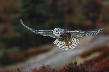 male great horned owl (Bubo virginianus), also known as the tiger owl