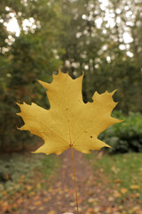 Autumn leaf forest fall photography, yellow and orange leaves in nature.