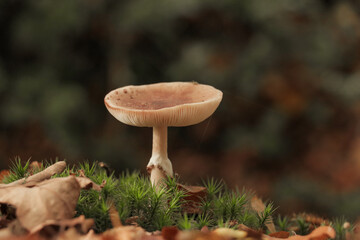 Mushroom in forest. Fall autumn photography in nature with selective focus.