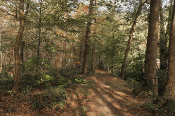 Fall forest with tall trees and fallen autumn leaves on the ground and sun and shadow lines.