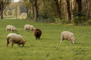 Sheep group grazing in a field of grass. Dutch countryside landscape grassland. Medium close up shot of farm animals.