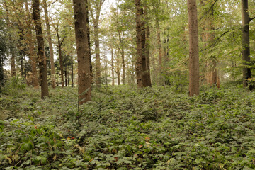 Beautiful evergreen fairy tale forest landscape with sunlight shining through the trees and foliage. Mighty trees, emerald green moss. Nature, deforestation, reforestation, ecology themes. Natural.