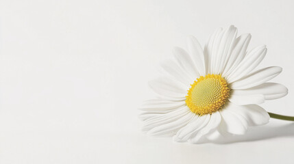 Close-up of a single daisy flower on a white background, showcasing its delicate white petals and vibrant yellow center.