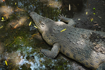 Close up of Saltwater crocodile (Crocodylus porosus) at the Zoo.