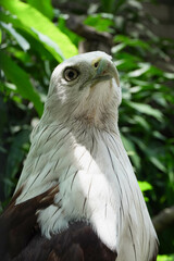 Close-up of a Elang Bondol or Brahminy Kite (Haliastur indus) on blurred nature background at the Indonesian zoo.