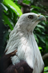 Close-up of a Elang Bondol or Brahminy Kite (Haliastur indus) on blurred nature background at the Indonesian zoo.
