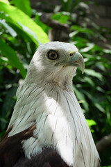 Close-up of a Elang Bondol or Brahminy Kite (Haliastur indus) on blurred nature background at the Indonesian zoo.