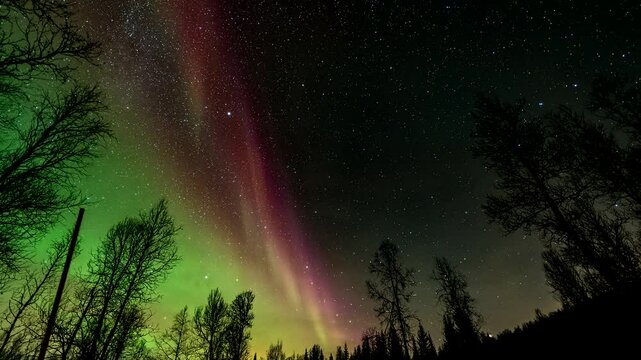 Vibrant green and pink aurora borealis dancing in clear and starry night sky, Low-angle pov