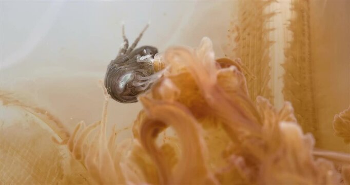 Amphipoda Crustacea Hyperia galba, family Hyperiidae. They parasitize on jellyfish Cyanea capillata, feeding on its tissues, tentacles. White sea