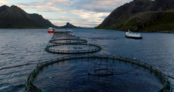 Norwegian salmon farm with circular sea cages, Vesteralen archipelago in Norway. Aerial drone at low altitude, beautiful landscape