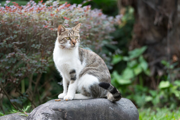 Obraz premium Cat sitting on a rock