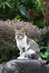 Obraz premium Cat sitting on a rock
