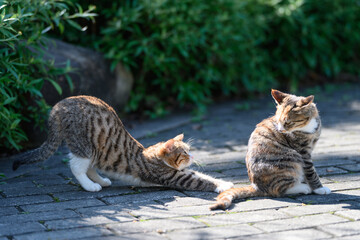 Two kittens playing in the garden